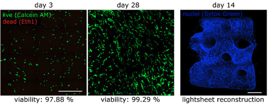 Live/dead staining of printed cells at day 3 and day 28, and light-sheet reconstruction at day 14