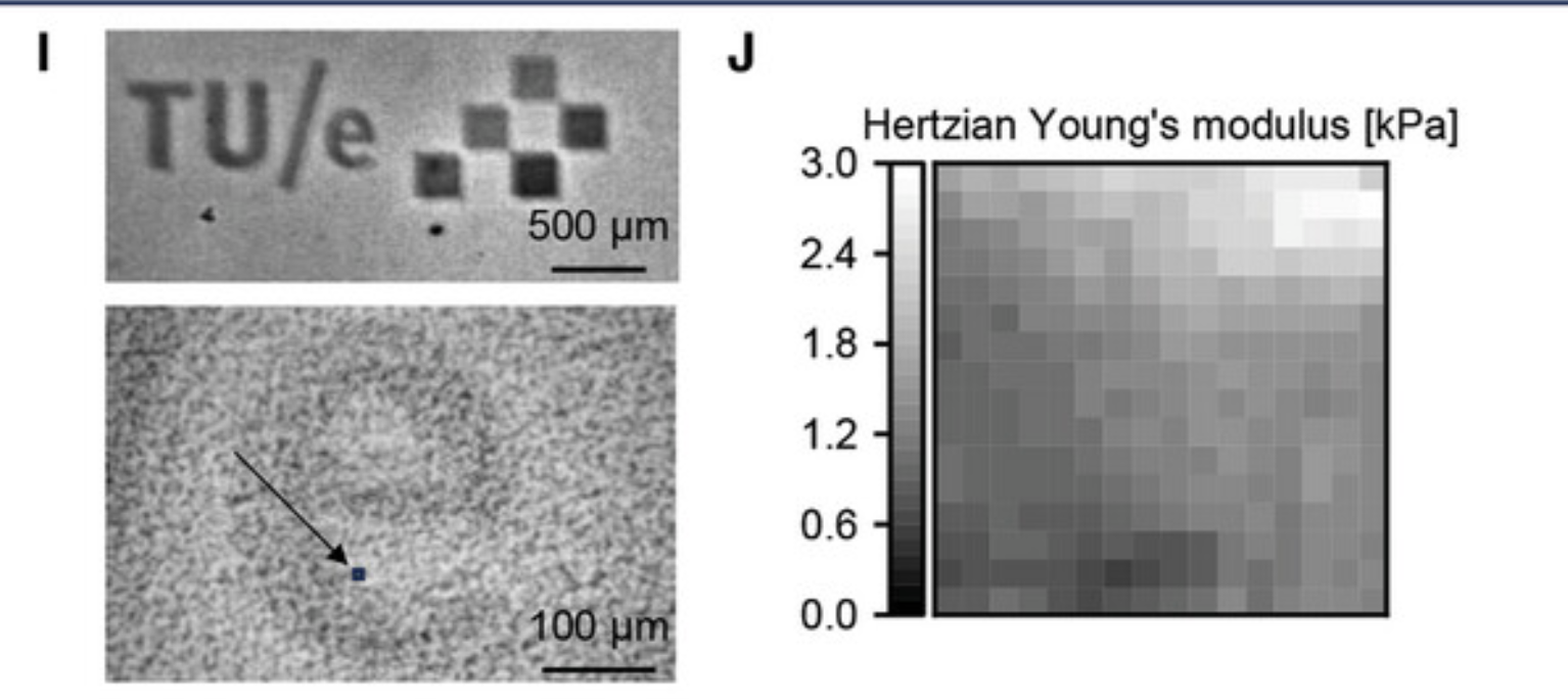 Hydrogel print with patterned stiffness and a map of the measured Young's modulus
