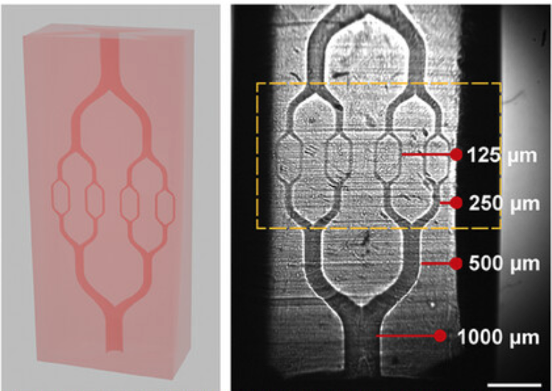 Branching channel design and printed hydrogel with channel widths from 125 to 1000 µm