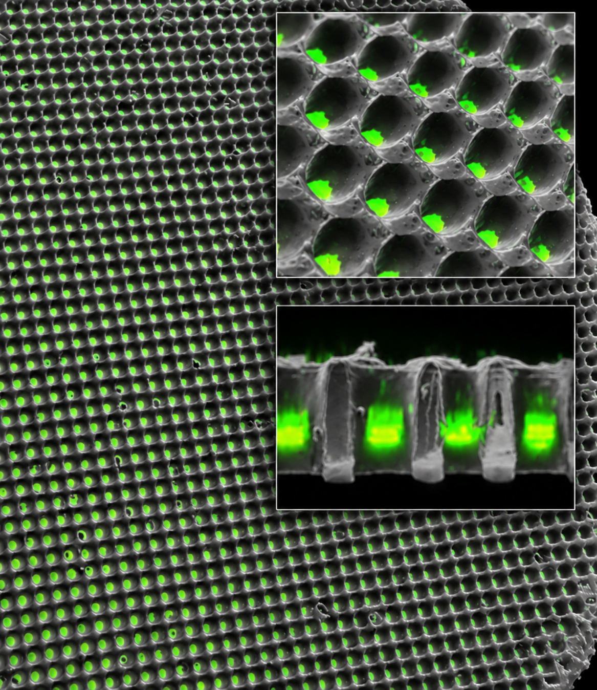 Printed honeycomb barrier model: overview of the well array with fluorescent cells, plus close-up and cross-section insets