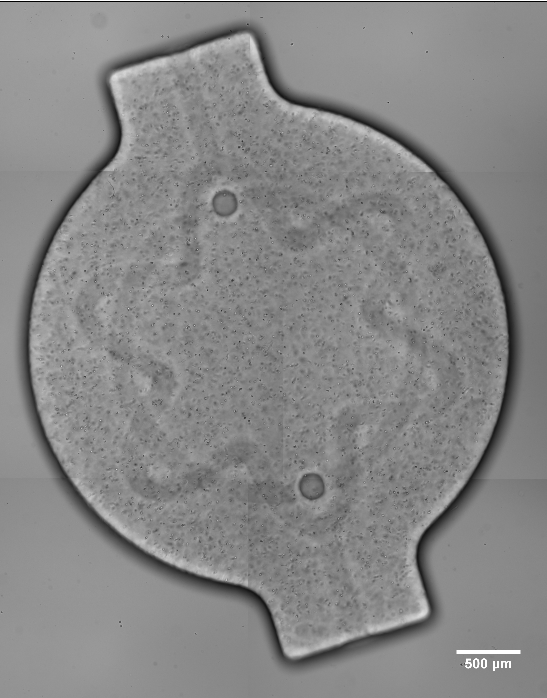 Microscope image of a vascular chip model printed in GelMA, with a torus knot channel; scale bar 500 µm