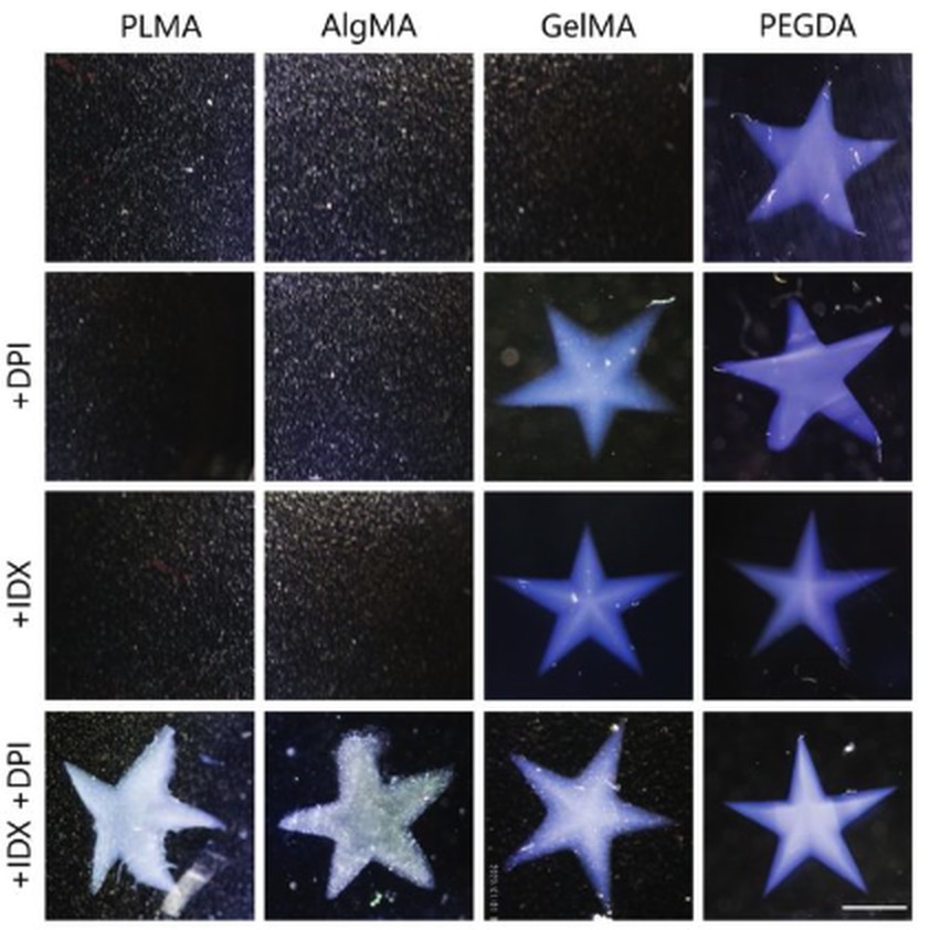 Grid of star-shaped prints in PLMA, AlgMA, GelMA and PEGDA, with and without DPI and iodixanol; AlgMA only prints with both additives