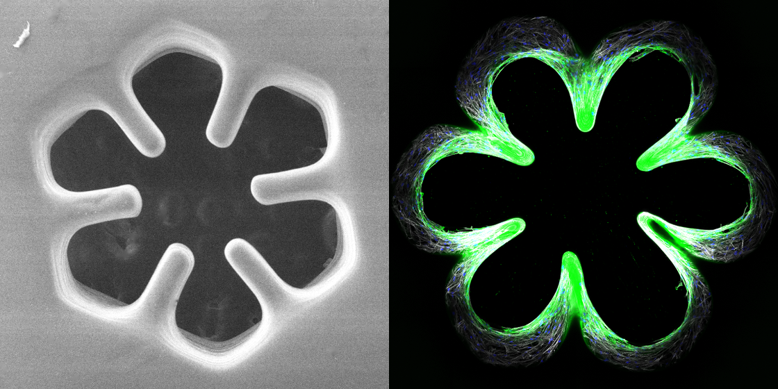 Left: scanning electron micrograph of a printed clover-shaped hydrogel scaffold. Right: fluorescence image of cells grown on the same geometry, following the printed shape
