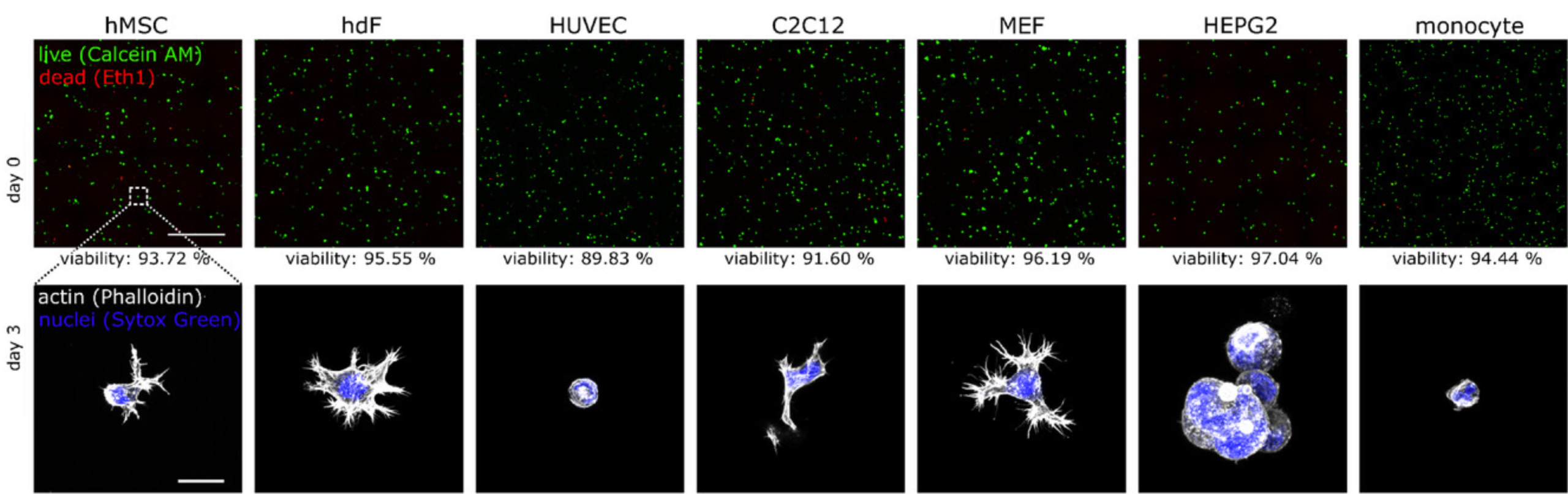 Live/dead staining at day 0 and actin/nuclei staining at day 3 for hMSC, hdF, HUVEC, C2C12, MEF, HepG2 and monocytes, viability 89.83–97.04%